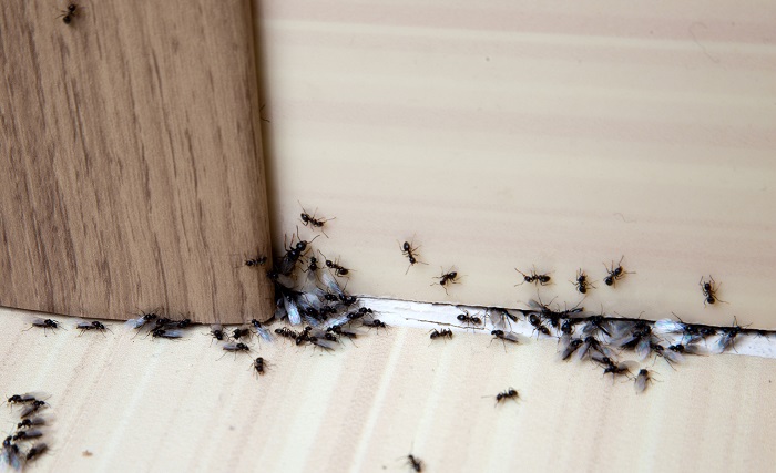 Ant Extermination