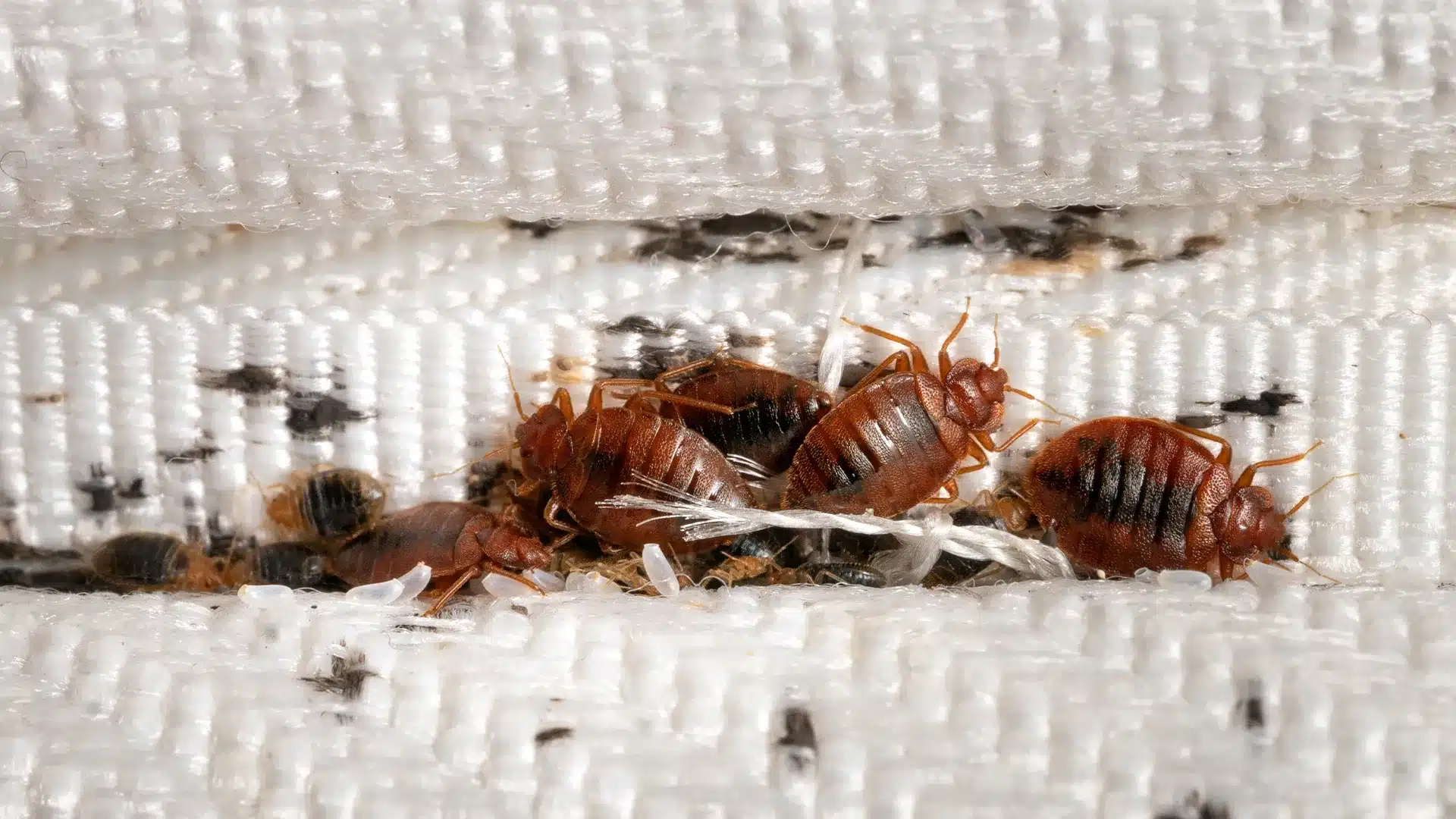 Bed Bug Treatment