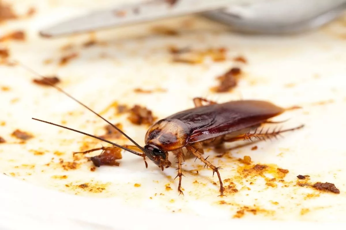 Cockroach Control