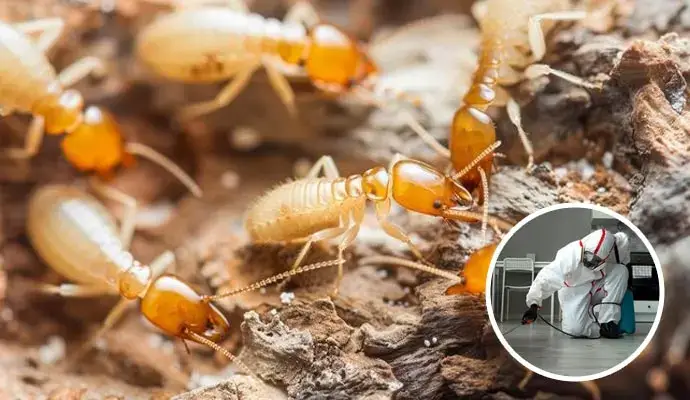 Termite Control